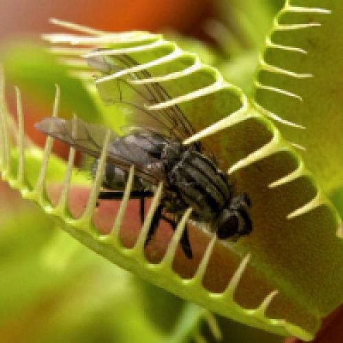 Венерина мухоловка нарисовать. Венерина мухоловка