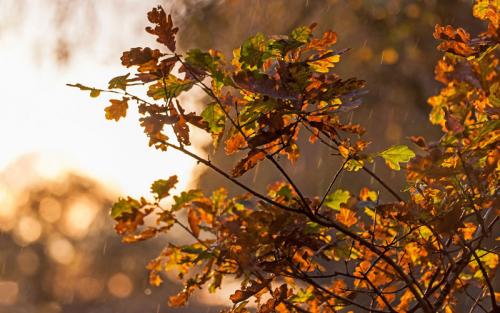 Что происходит с дубом осенью. Как выглядит дуб осенью