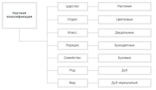На каких дубах растут желуди. Общее описание