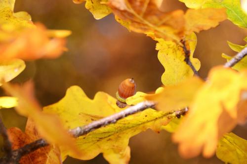 Что происходит с дубом осенью. Как выглядит дуб осенью