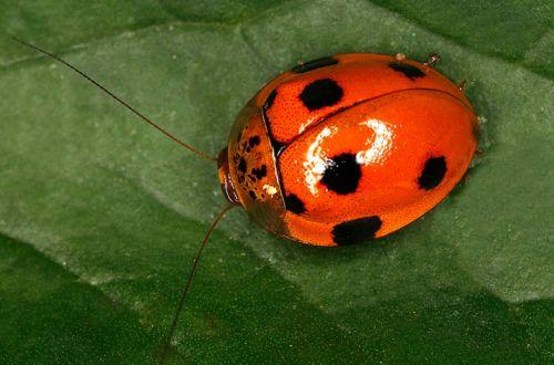 Умеют ли тараканы прыгать. Тараканы летают?