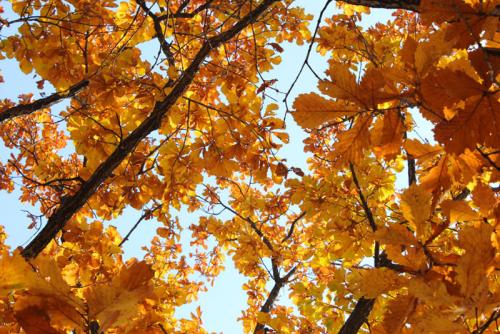 Что происходит с дубом осенью. Как выглядит дуб осенью