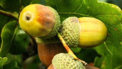 2 факта о дубе. 12 невероятных фактов о дубах