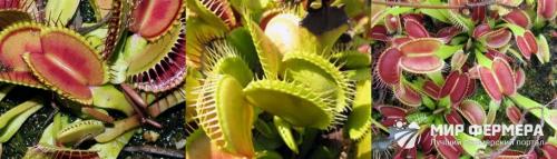 Венерина мухоловка нарисовать. Венерина мухоловка