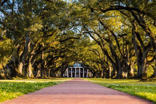 Все о дубах. Дуб. Свойства древесины. Полезные свойства.