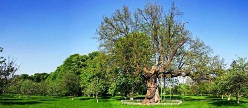 Стадии роста дуба. Сколько лет растет дуб