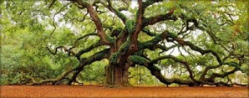 Дуб интересные факты для детей. 12 невероятных фактов о дубах 06