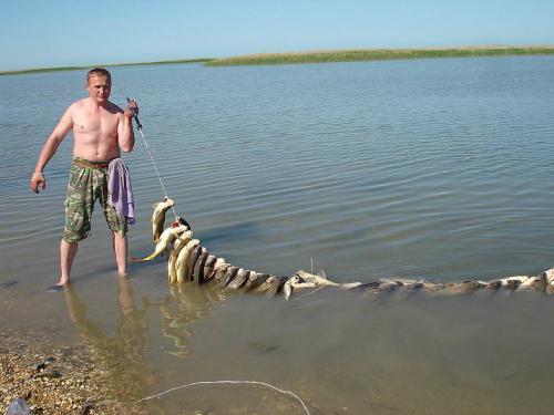 Рыбы Каспийского моря. Рыбалка на Каспийском море