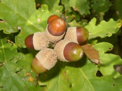 На каких дубах растут желуди. Общее описание