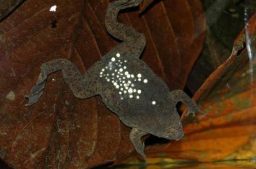 Кластерные отверстия, что это такое. Почему подобные фото вызывают отвращение у многих людей?