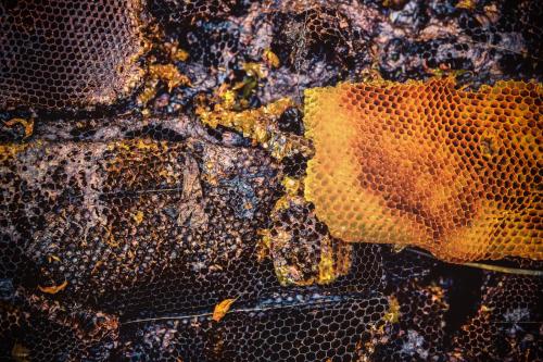 Трипофобия личинки. Теперь можно не бояться: американские психологи установили, откуда берется трипофобия