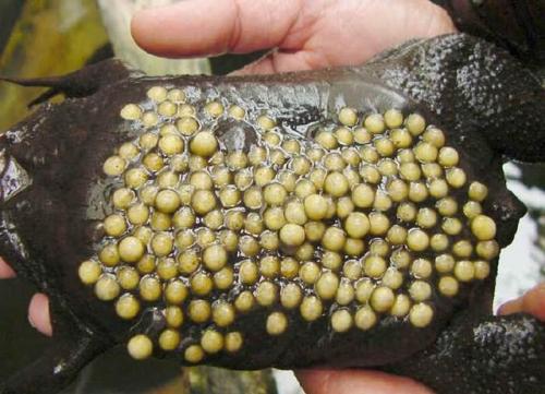 Трипофобия личинки. Теперь можно не бояться: американские психологи установили, откуда берется трипофобия