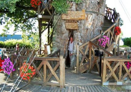 Стадии роста дуба. Сколько лет растет дуб