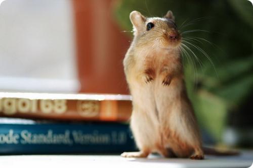 У кого 20 зубов. Самые беззубые животные в мире