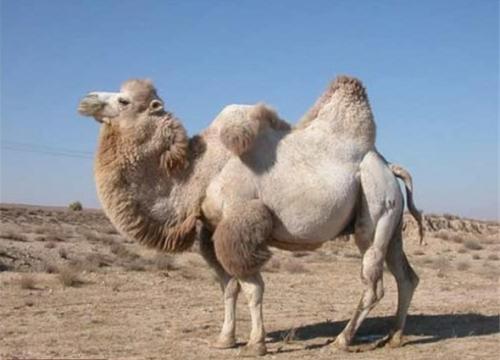 Для чего нужен горб верблюду. Зачем нужен горб верблюду