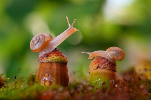 Сколько зубов у животных. У улитки примерно 25 000 «зубов».