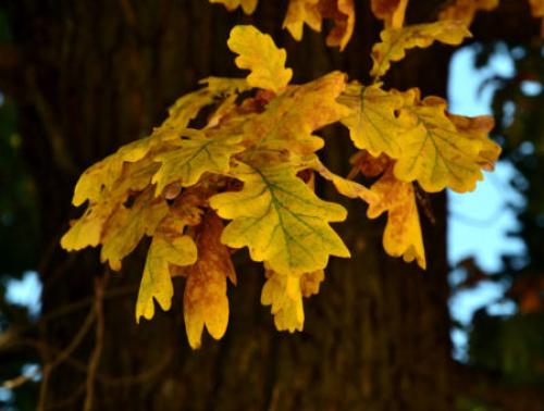 Что происходит с дубом осенью. Как выглядит дуб осенью