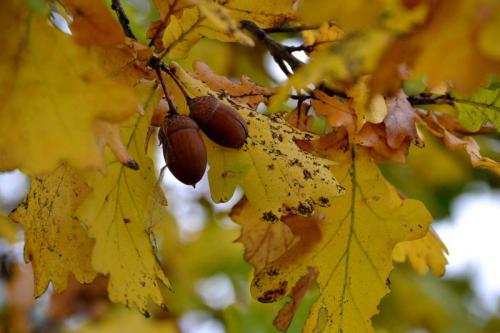 Что происходит с дубом осенью. Как выглядит дуб осенью