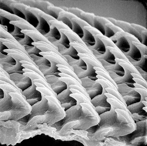 Сколько зубов у животных. У улитки примерно 25 000 «зубов».