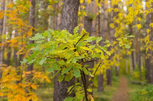 Что происходит с дубом осенью. Как выглядит дуб осенью