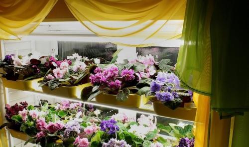 Уход за домашними цветами в домашних условиях фиалка. Уход за фиалками