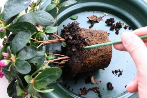 Азалия уход и пересадка. Как пересадить Азалию после покупки