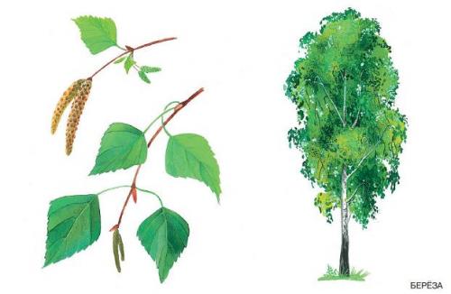 Интересные факты каштан. 10 фактов о каштанах 02