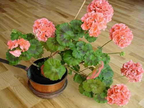 Уход за домашними цветами в домашних условиях герань. Герань уход в домашних условиях