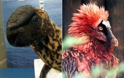 Как видят животные. Как птицы видят этот мир по сравнению с человеческим зрением