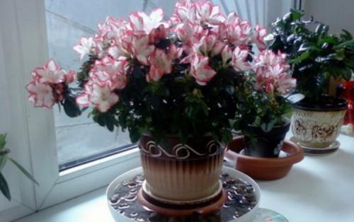 Азалия уход после покупки. Азалия — уход в домашних условиях после покупки