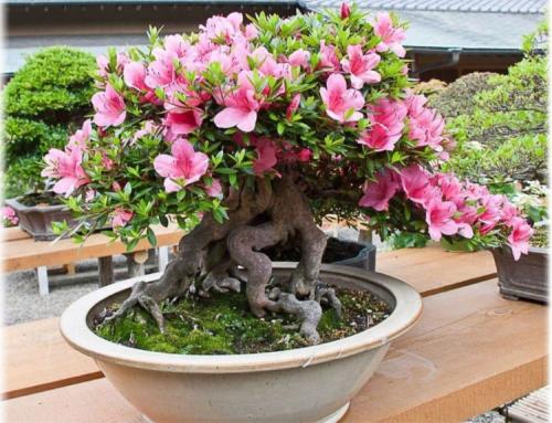 Азалия уход после покупки. Азалия — уход в домашних условиях после покупки