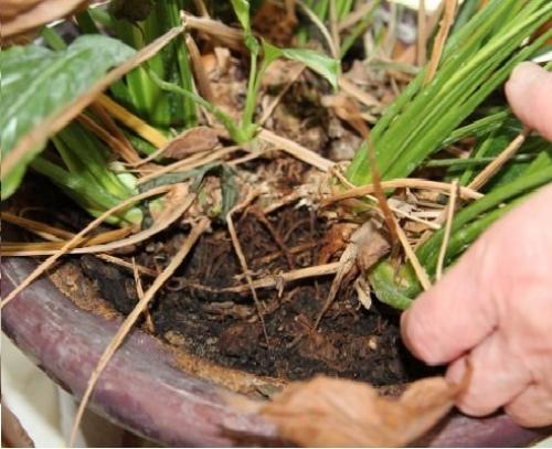 Цветок женское счастье пересадка. Когда нужно пересаживать спатифиллум?