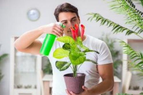 Уход за домашними цветами зимой в домашних условиях. Уход за комнатными растениями зимой