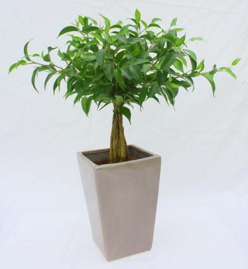 Уход за домашними цветами в домашних условиях фикус. Цветок фикус, уход в домашних условиях, фото и видео