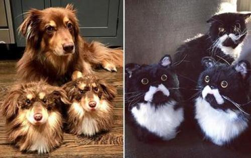 Как видят животные. Как птицы видят этот мир по сравнению с человеческим зрением