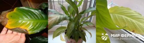 Женское счастье цветок. Для семейных пар и их родных 03