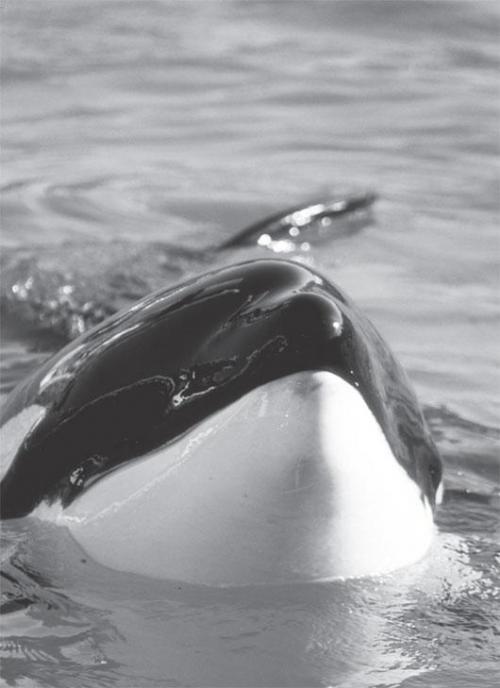 Кит плохо плавает. Является ли кит рыбой?