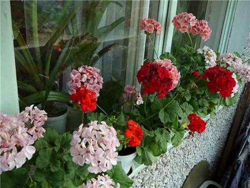 Уход за домашними цветами в домашних условиях герань. Герань уход в домашних условиях