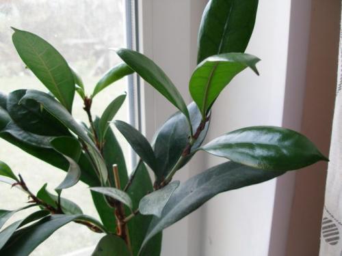 Уход за домашними цветами в домашних условиях фикус. Цветок фикус, уход в домашних условиях, фото и видео