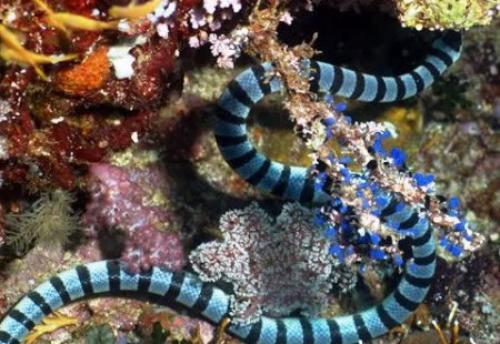 Индийский океан интересные факты