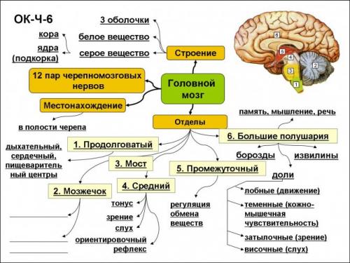 Малая хорея. Изменения в работе нервной системы при хорее