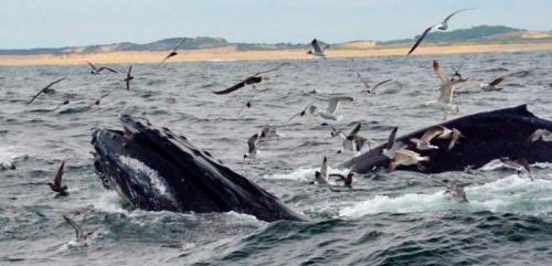 Как питаются киты молоком. Как киты кормят своих детенышей? 03 Как питаются киты молоком. Как киты кормят своих детенышей? 03