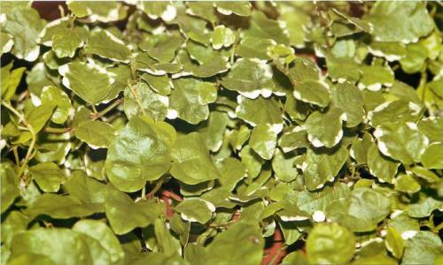 Уход за домашними цветами в домашних условиях фикус. Цветок фикус, уход в домашних условиях, фото и видео