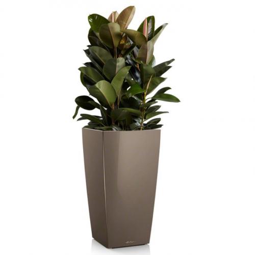 Уход за домашними цветами в домашних условиях фикус. Цветок фикус, уход в домашних условиях, фото и видео