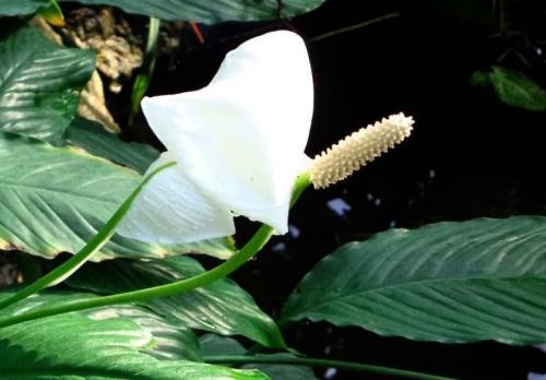 Уход за домашними цветами в домашних условиях Женское счастье. Комнатный цветок Женское счастье: как ухаживать