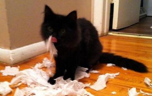 Как видят животные. Как птицы видят этот мир по сравнению с человеческим зрением