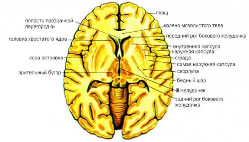 Малая хорея. Изменения в работе нервной системы при хорее