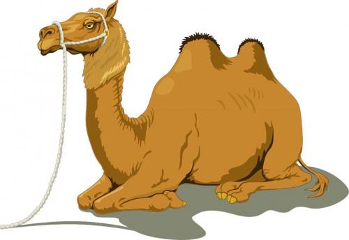 Зачем верблюдам горбы. Как объяснить ребенку 3-5 лет зачем верблюду горбы