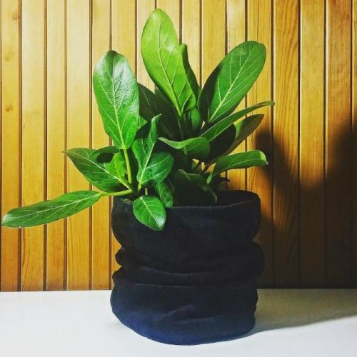 Уход за домашними цветами в домашних условиях фикус. Цветок фикус, уход в домашних условиях, фото и видео