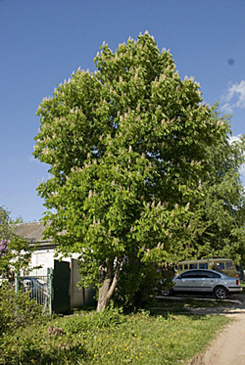 Интересные факты каштан. 10 фактов о каштанах 01